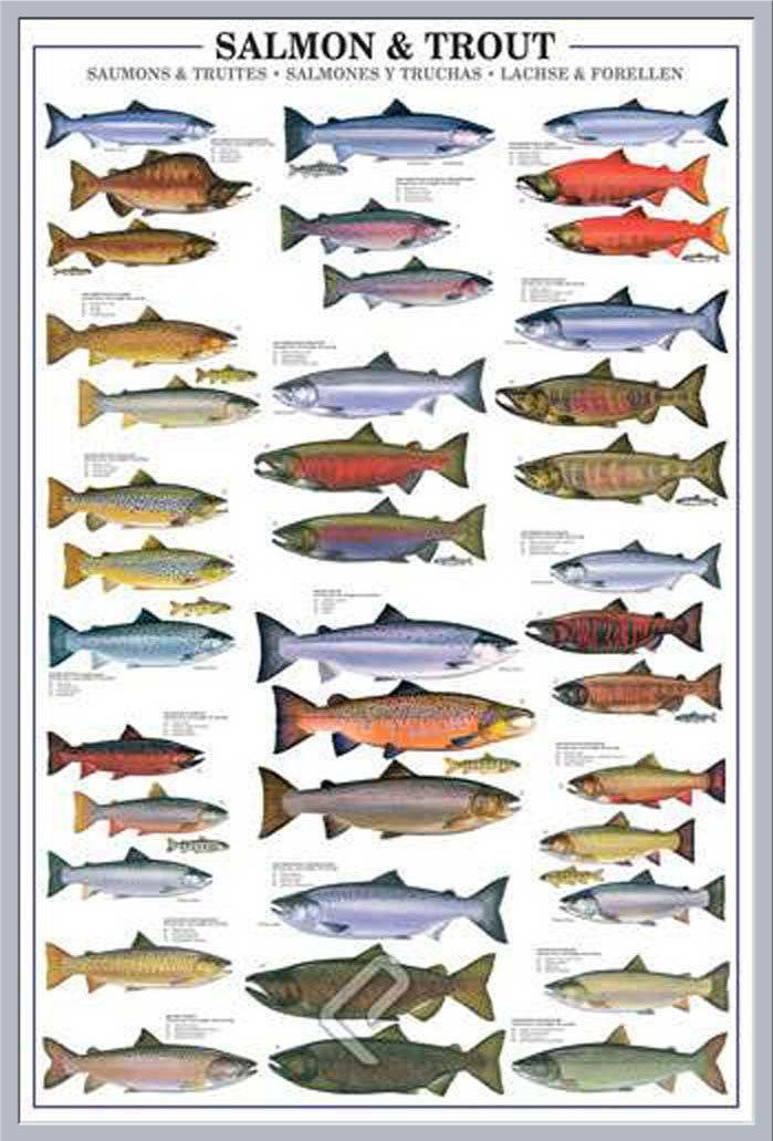 Empire Interactive - Poster, Soggetto: Salmoni e trote, con Articolo in Omaggio Cornice di plastica Argento