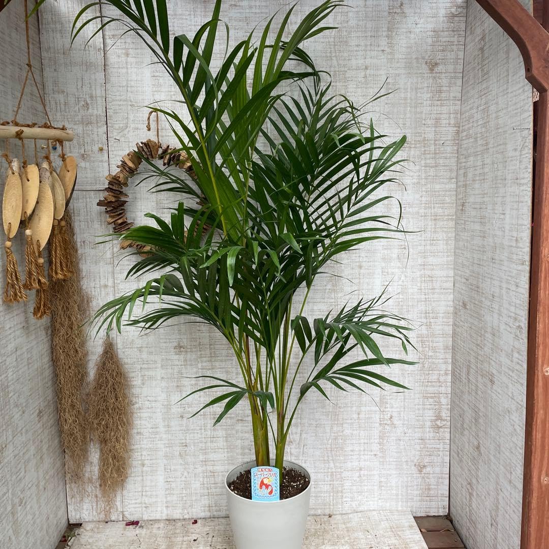 Amazon｜週末 アレカヤシ スーパーアレカヤシ 苗 苗木 観葉植物 7号鉢