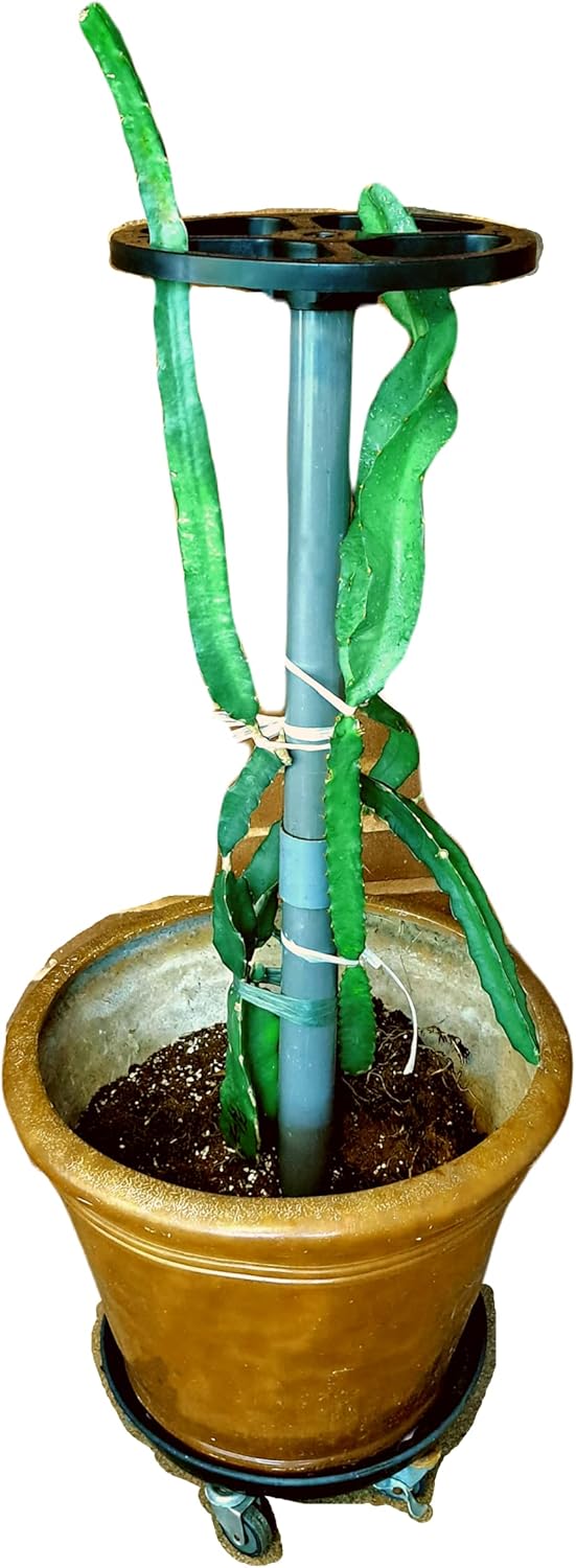 Dragon Fruit Trellis Tower Plant Cage Cactus Climbing