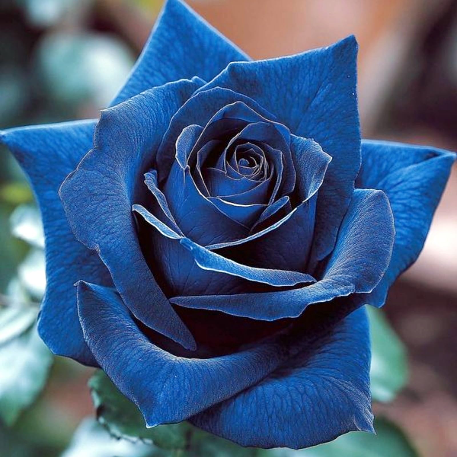 Display Rose Rhizome, Hardy Perennial, Garden Decoration, No Watering Required, Professional Planting, Suitable for Spring and Autumn-1 Rhizome-C