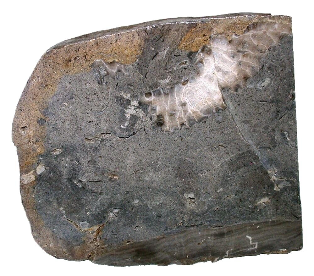 FossiI Specimen Large Plate Michigan 6 1/2 Inch x 5 1/2 Inch x 1 Inch FS1