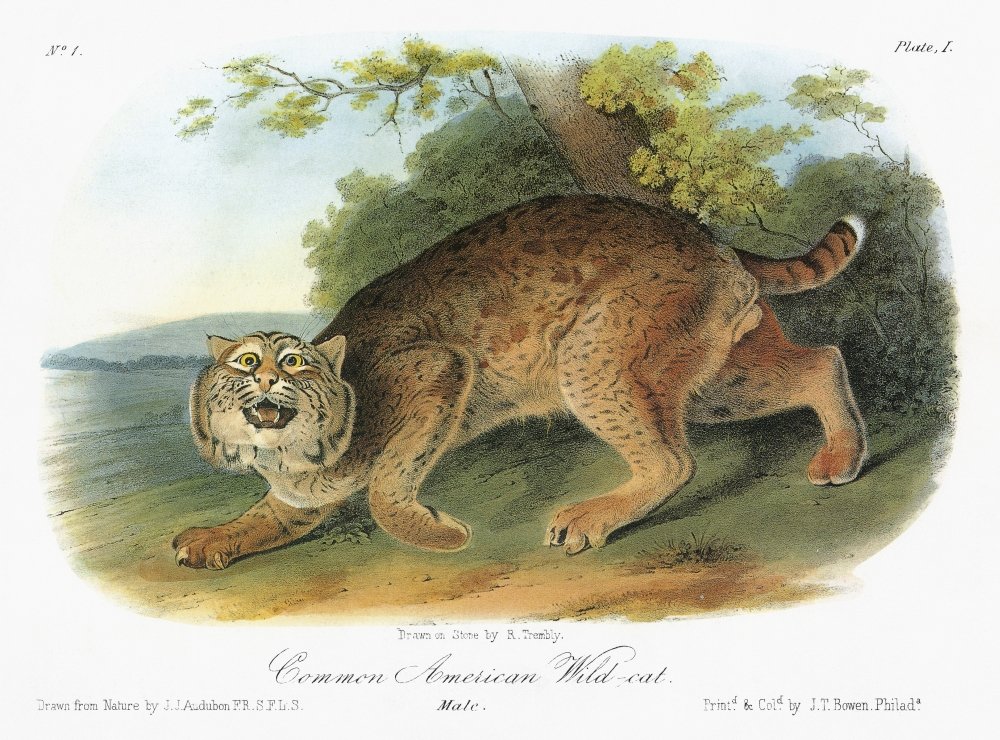 洋書　WILD LIFE IN AMERICAN ART 洋書 WILD LIFE IN AMERICAN ART Wildlife in American Art