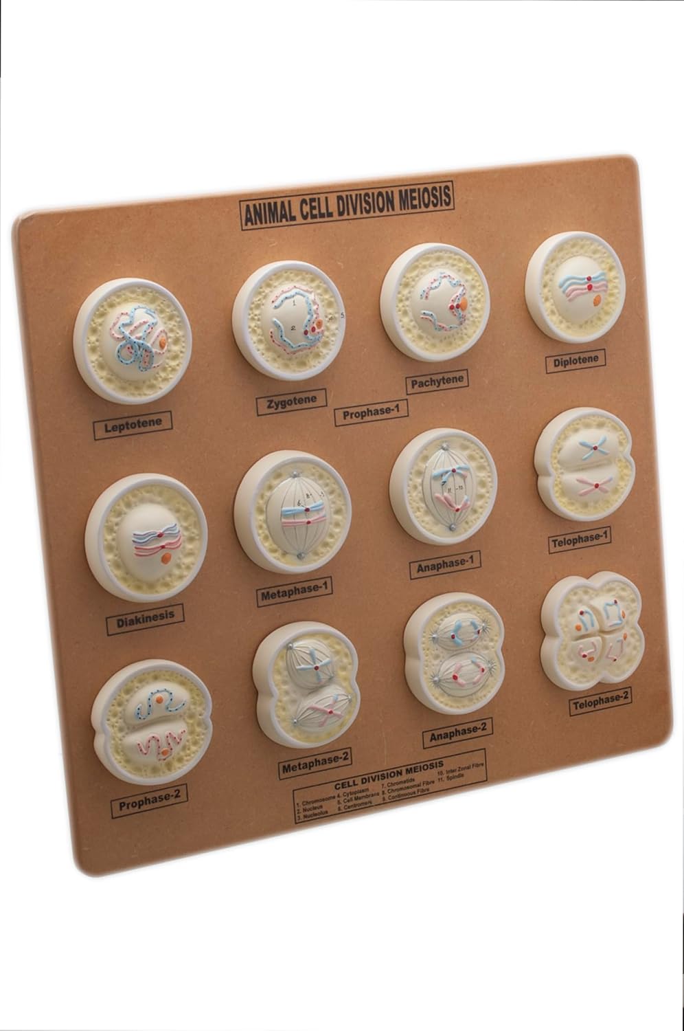 Eisco Labs Animal Cell Meiosis Model