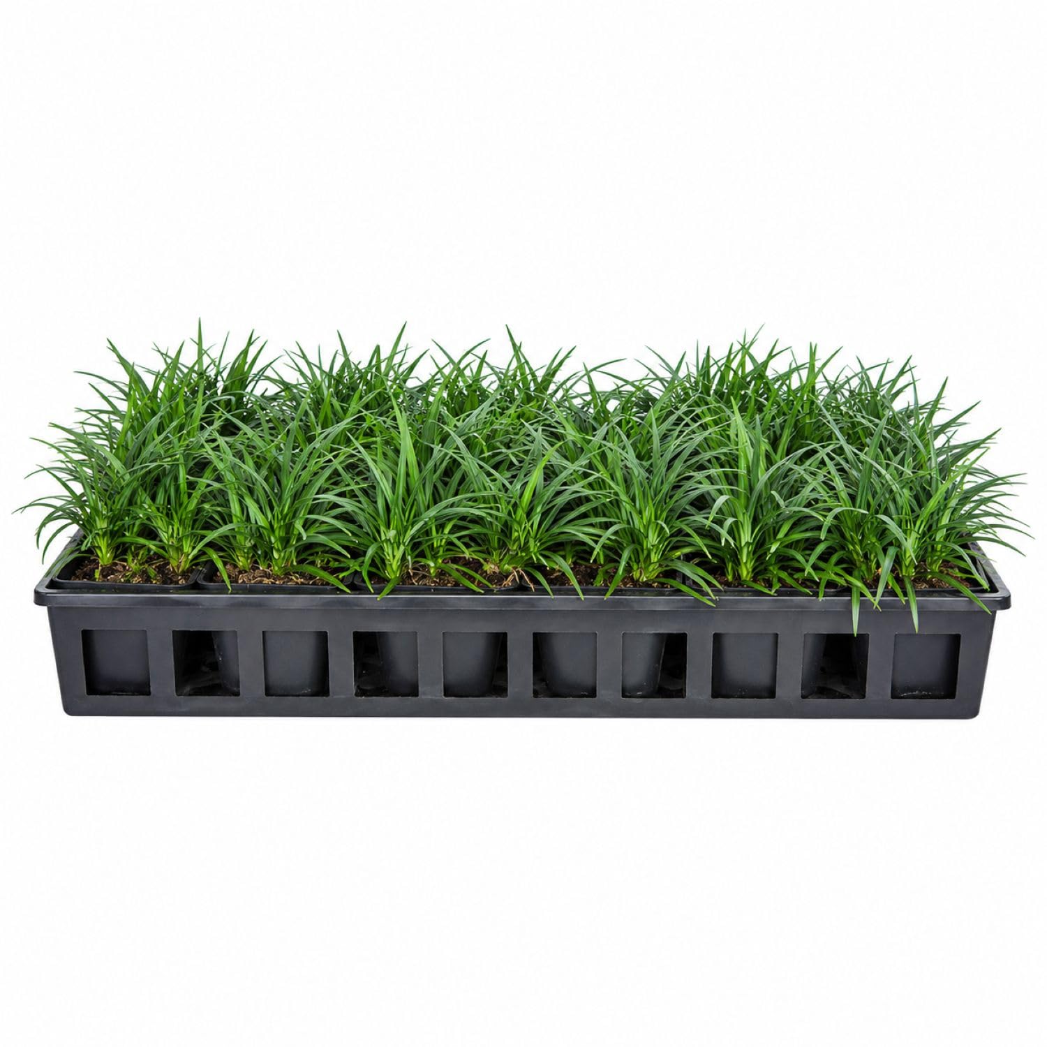 Dwarf Mondo Grass (Ophiopogon japonicus 'Nana') 18 Count Flat, 3.5' pots