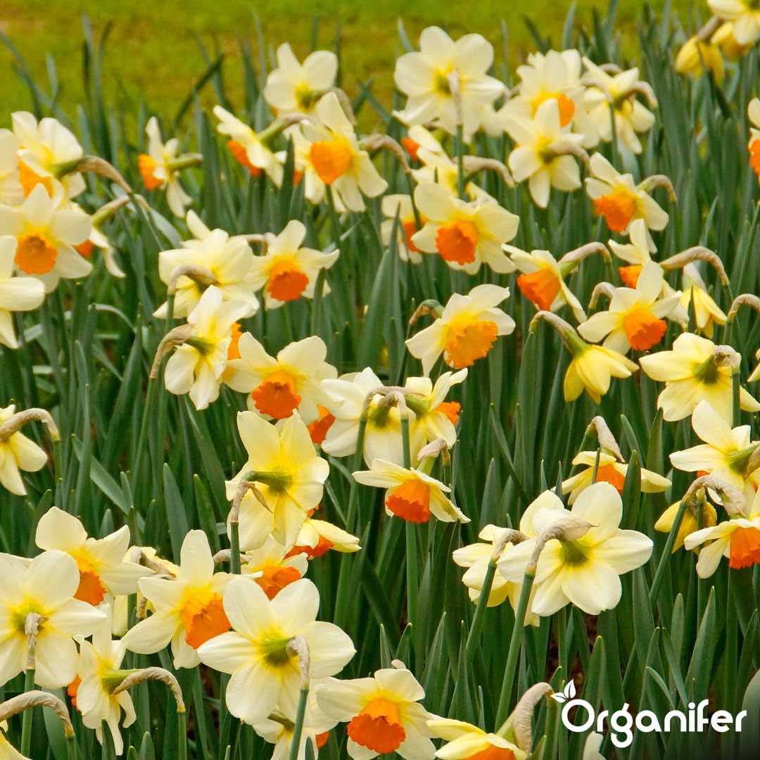 500 Mezcla De Bulbos De Tulipán Y Narciso