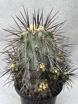 Amazon.co.jp: サボテン 多肉植物 コピアポア 黒士冠 台付き 抜き苗