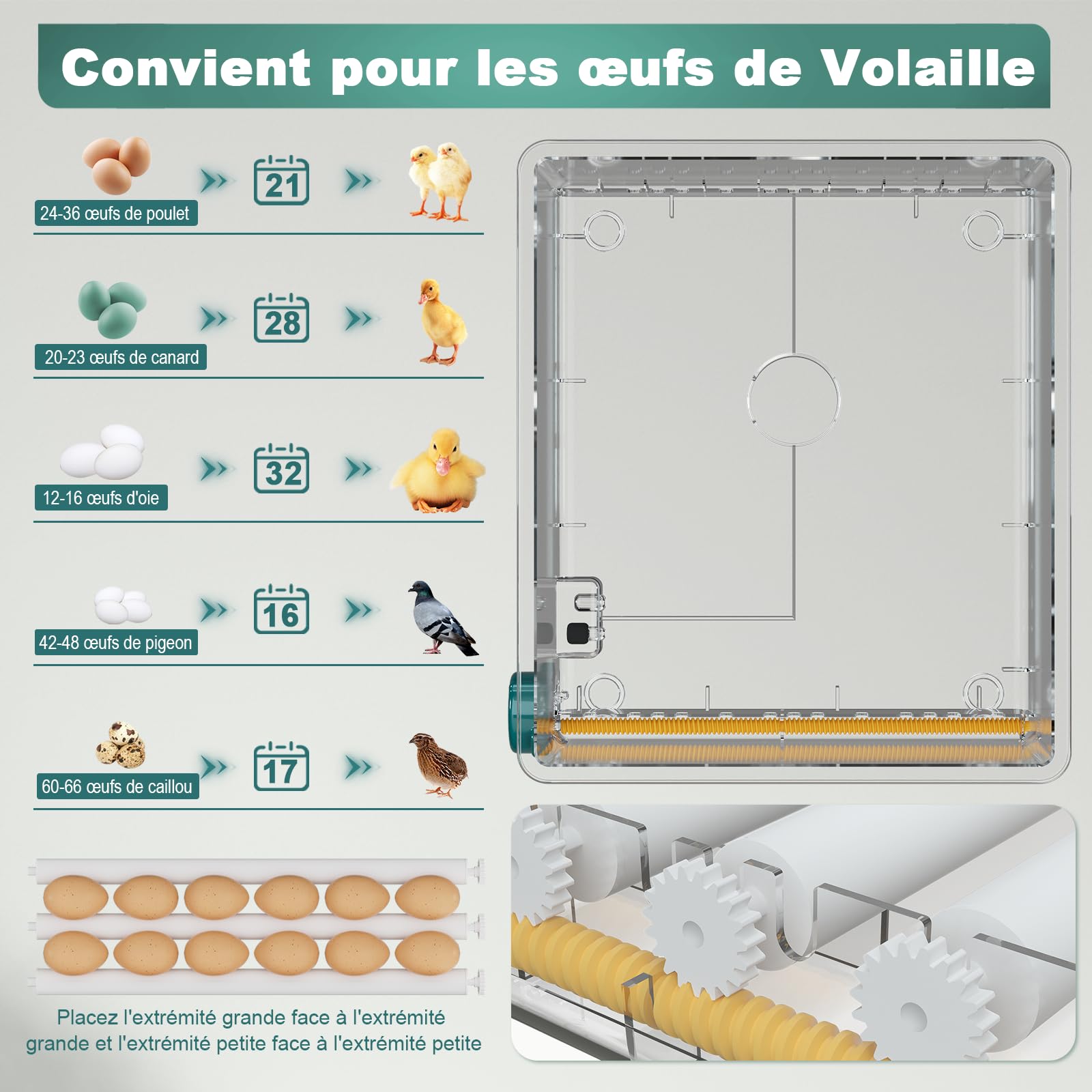 CoInceptus Couveuse oeuf automatique Incubateur 24-36 Oeufs | Retournement auto ajout d’eau auto affichage température/humidité régulation thermique pour œufs poule canard oie caille
