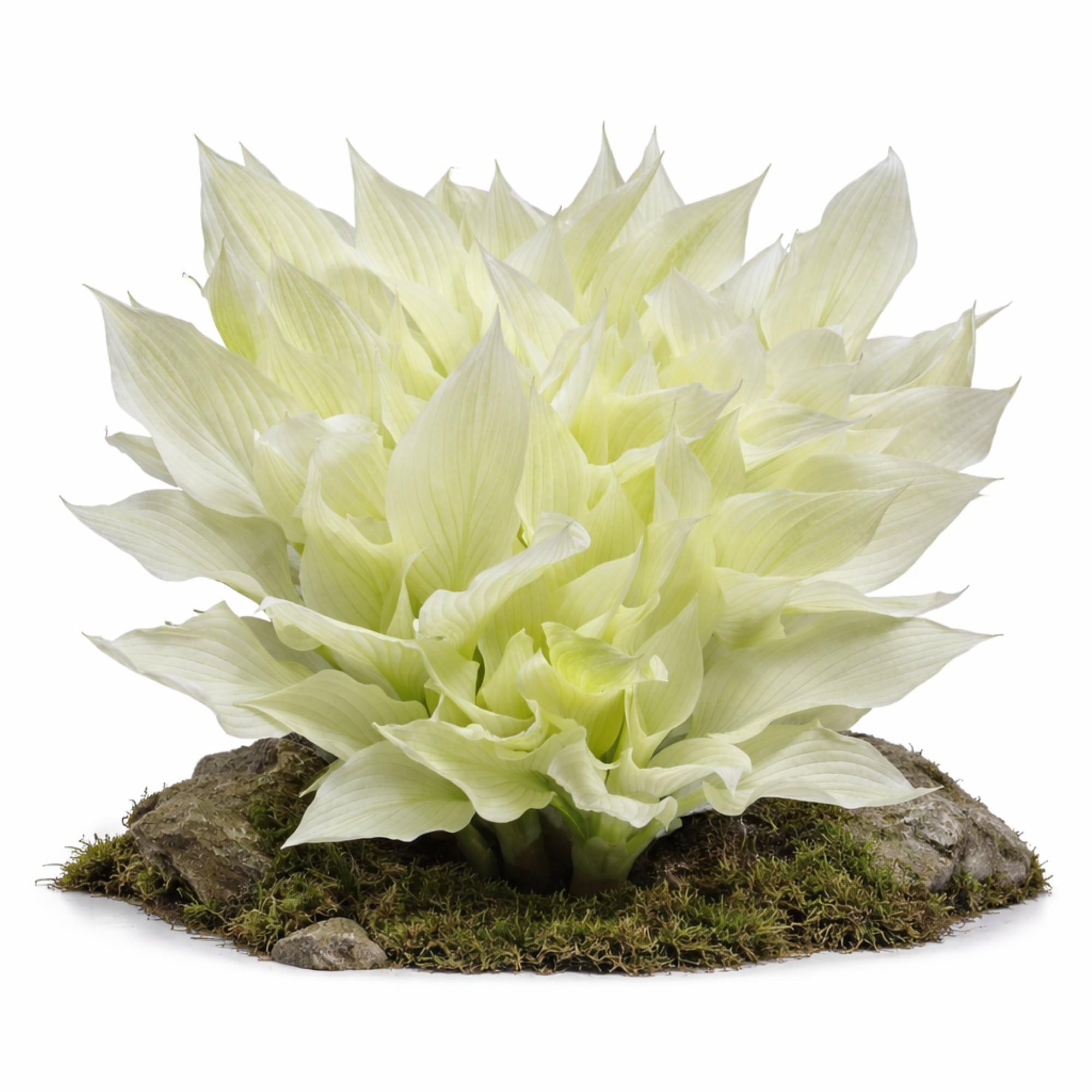 Easy to Grow White Feather