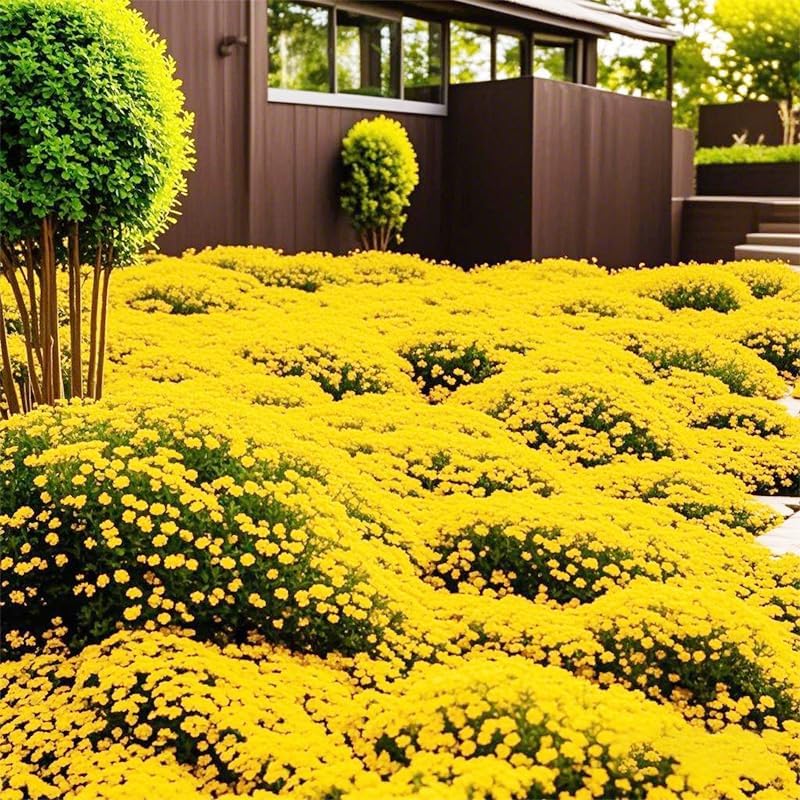 Miniatura 3 de Más de 20000 semillas de tomillo rastrero amarillo brillante, cobertura del suelo, de bajo mantenimiento, semillas de flores perennes para plantar,