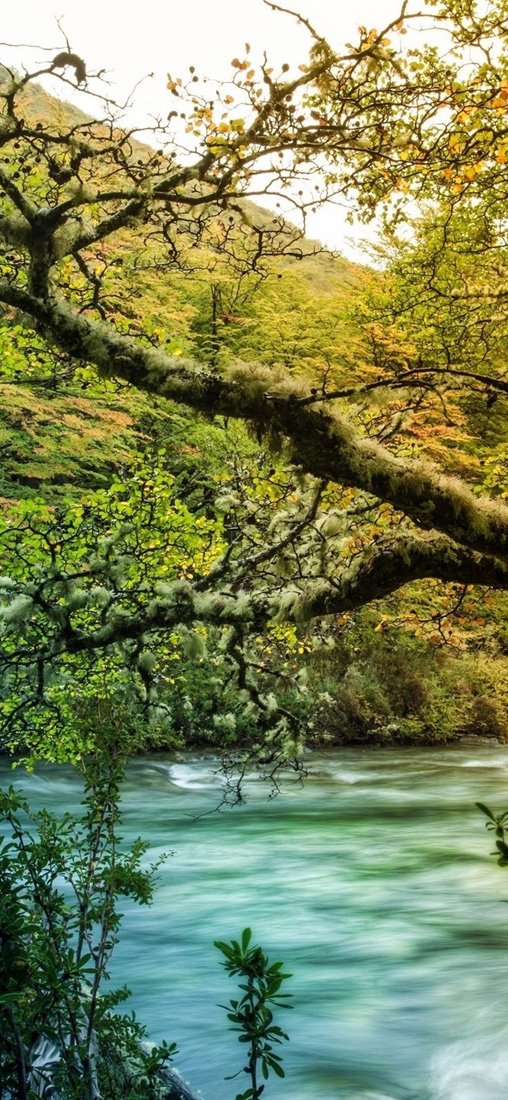 PeelitStickit, Beautiful Nature Wall Murals, ID-152, vinyl