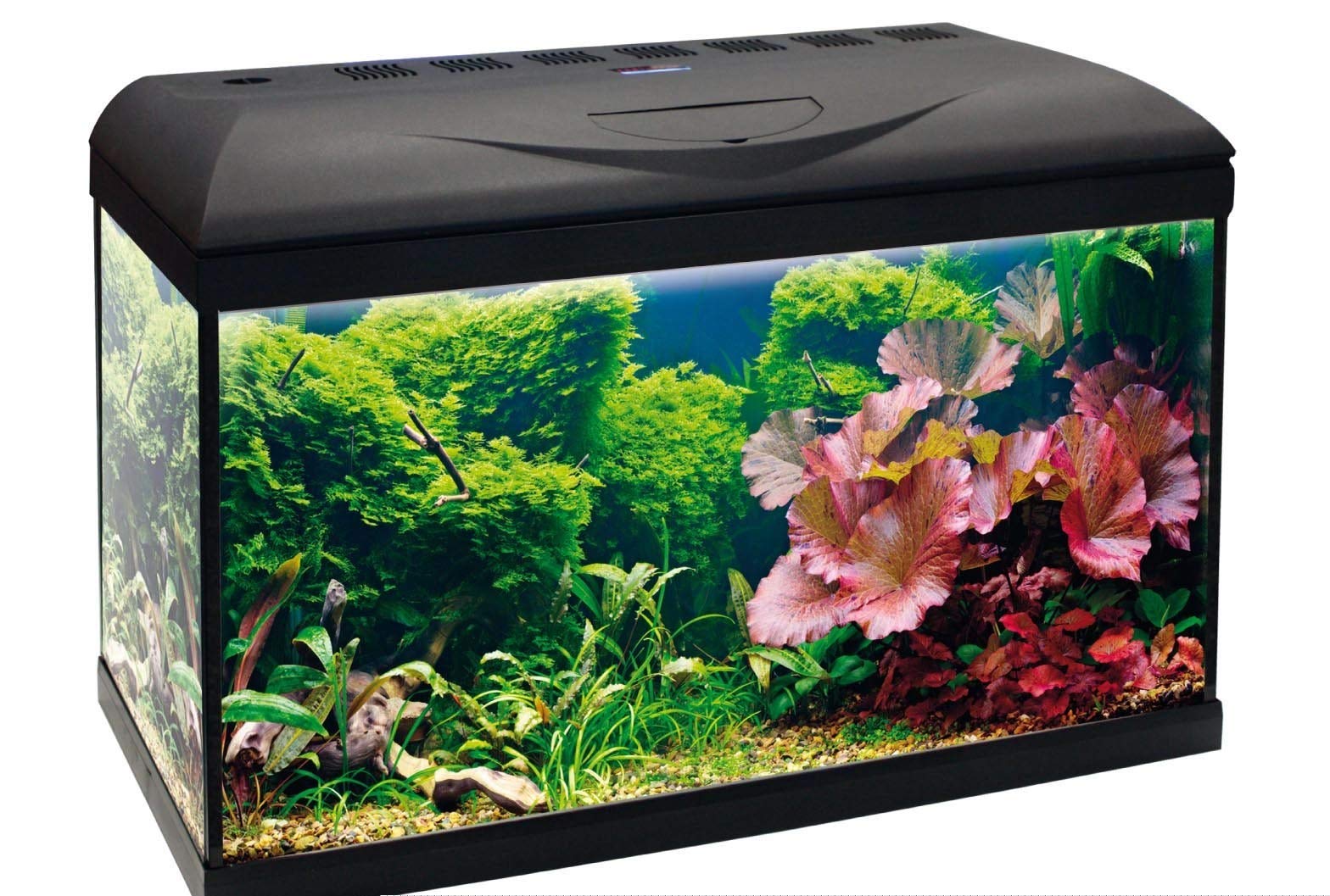 Amtra Basic 60 LED - Acquario completo di 65 litri, illuminazione LED 8500 8W, incluso filtro Filtering Box 150, 60x30x42 cm, nero