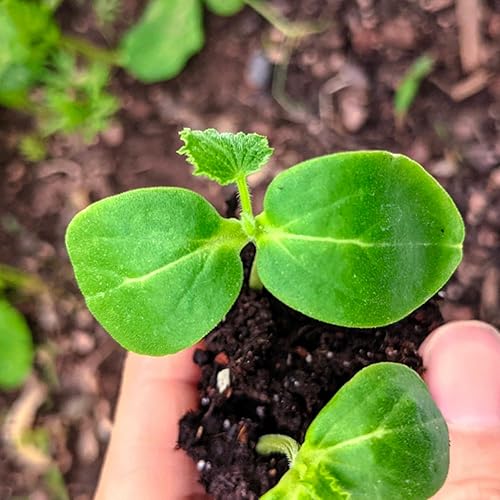 Miniatura 5 de Seed Needs Semillas de pepino para plantar pepinos largos de patio armenio, reliquia sin OMG y sin tratar, serpiente de melónpepino de serpiente