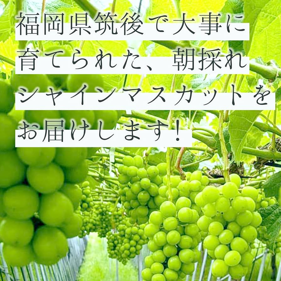 Amazon.co.jp: シャインマスカット 種なし ギフト 2房 福岡県産