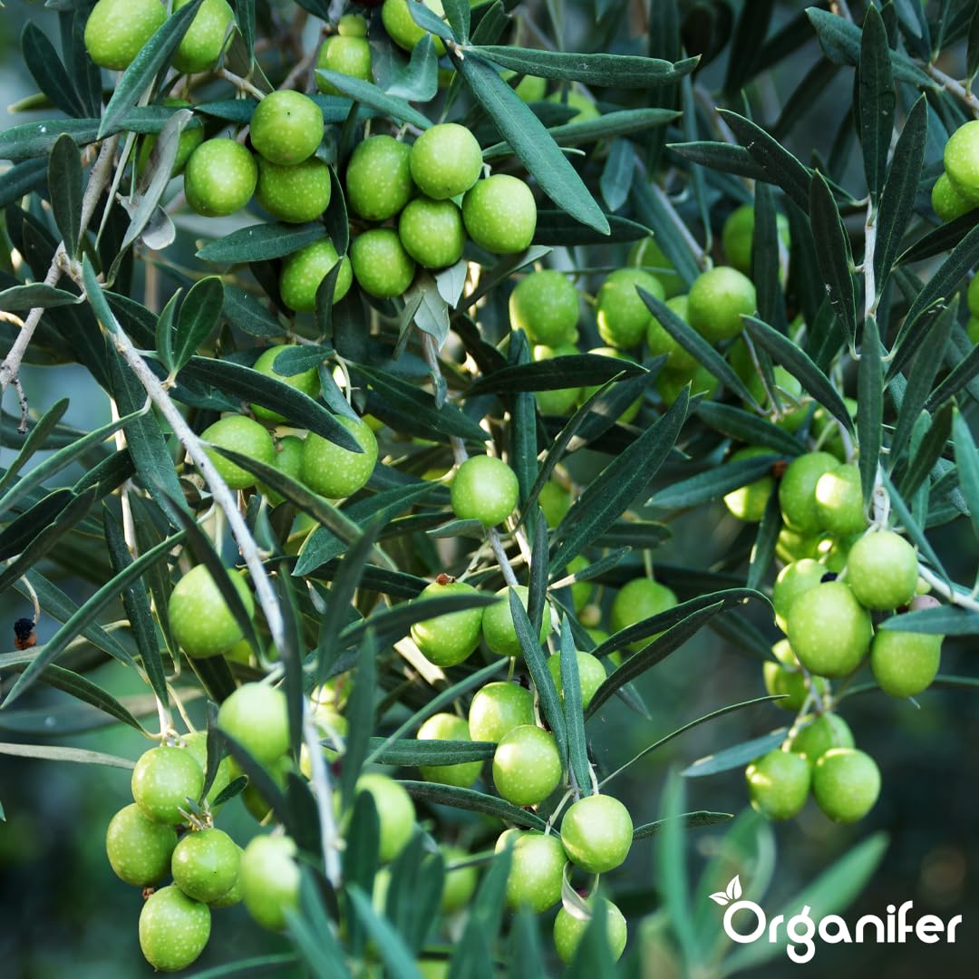 Fertilizante Líquido - 2x1L - Para Olivo - NPK 2-1-8 | Plantas Fuertes Y Hojas Saludables - Organifer