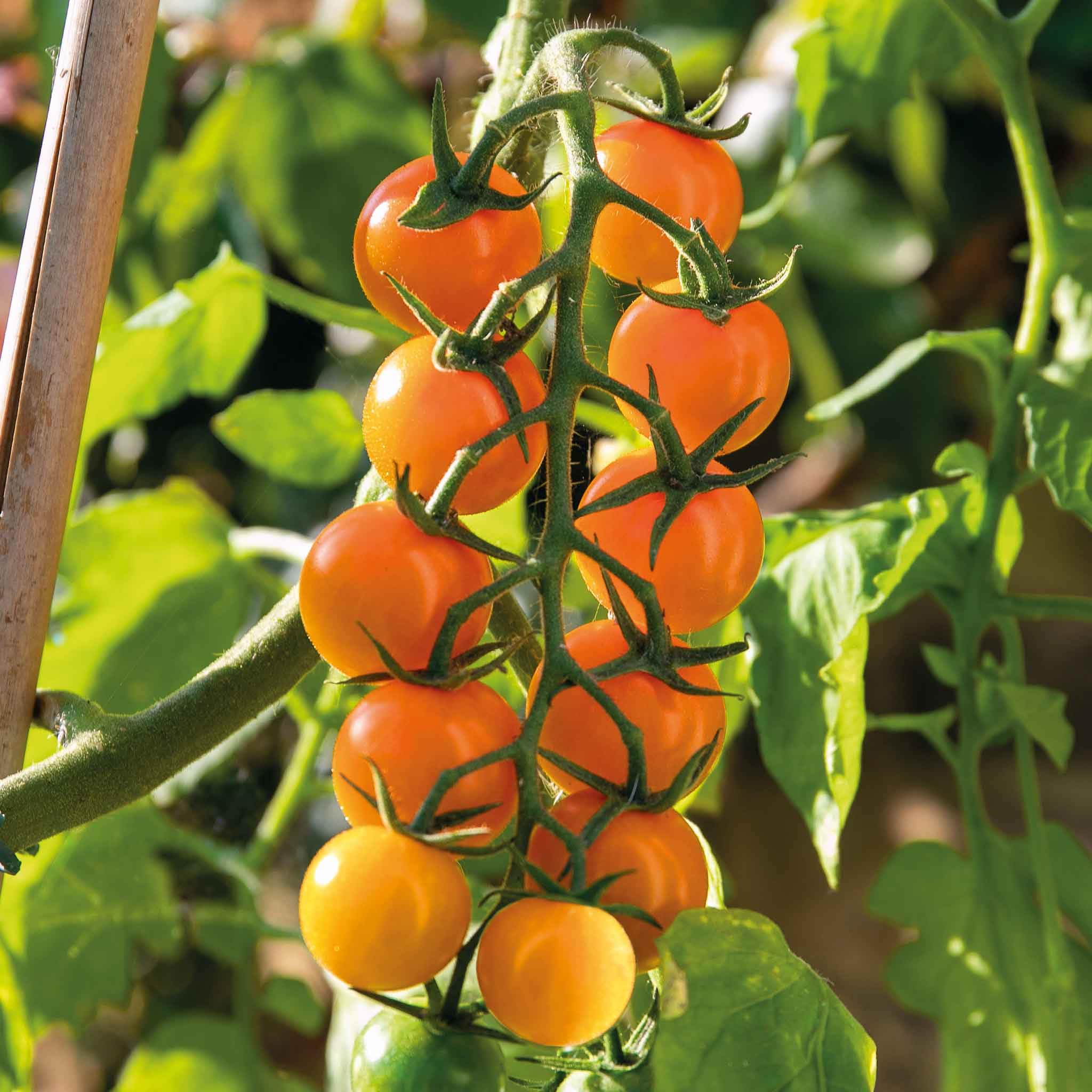 Marshalls Garden - Sungold Cherry Tomato Seeds - Pack of 3 - Award-Winning Sweet Orange Variety, RHS Garden Merit, Indoor Greenhouse Growing, Crops Until November