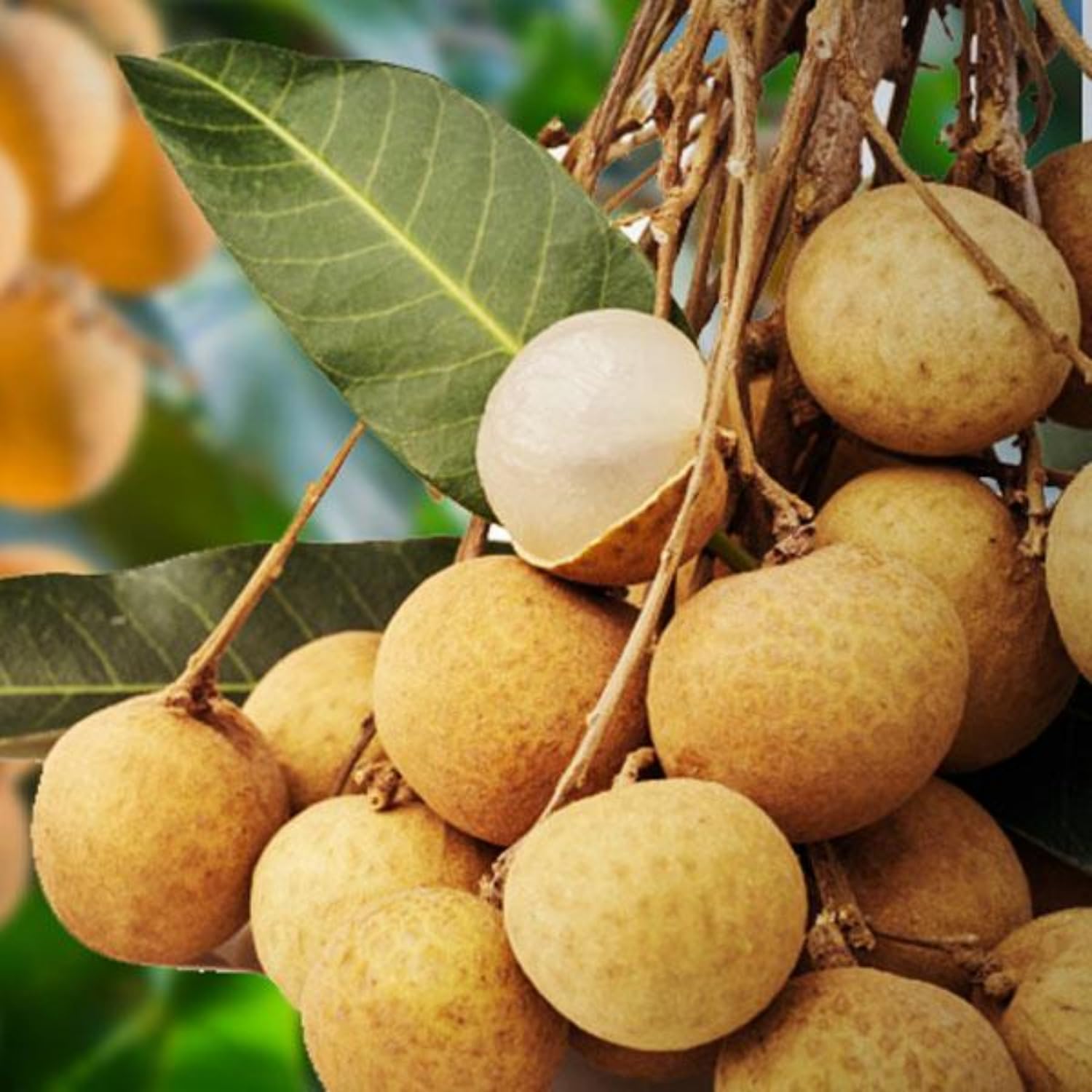 See full amazon price history chart for Hug A Plant | Longan Fruit/Dragons Eye (Dimocarpus longan) Fruit Live Plant (Home & Garden) Hug A Plant | Longan Fruit/Dragons Eye (Dimocarpus longan) Fruit Live Plant (Home & Garden) (B0C8B94KPR) Amazon Price History, Amazon Price Tracker