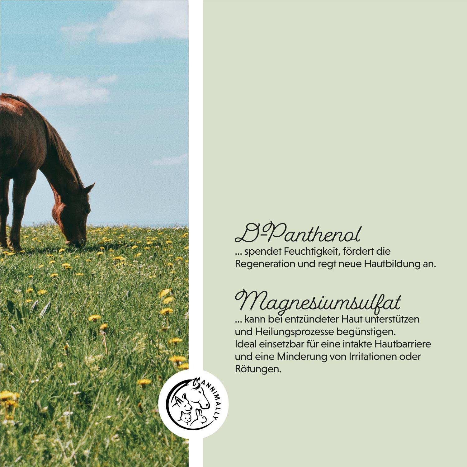 Annimally Crème de Soin Plus 500 ML pour Chevaux – Crème hydratante et apaisante avec D-Panthénol et Huile de Camomille – Soin de la Peau Sensible, sèche et sujette aux irritations