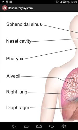 Respiratory system