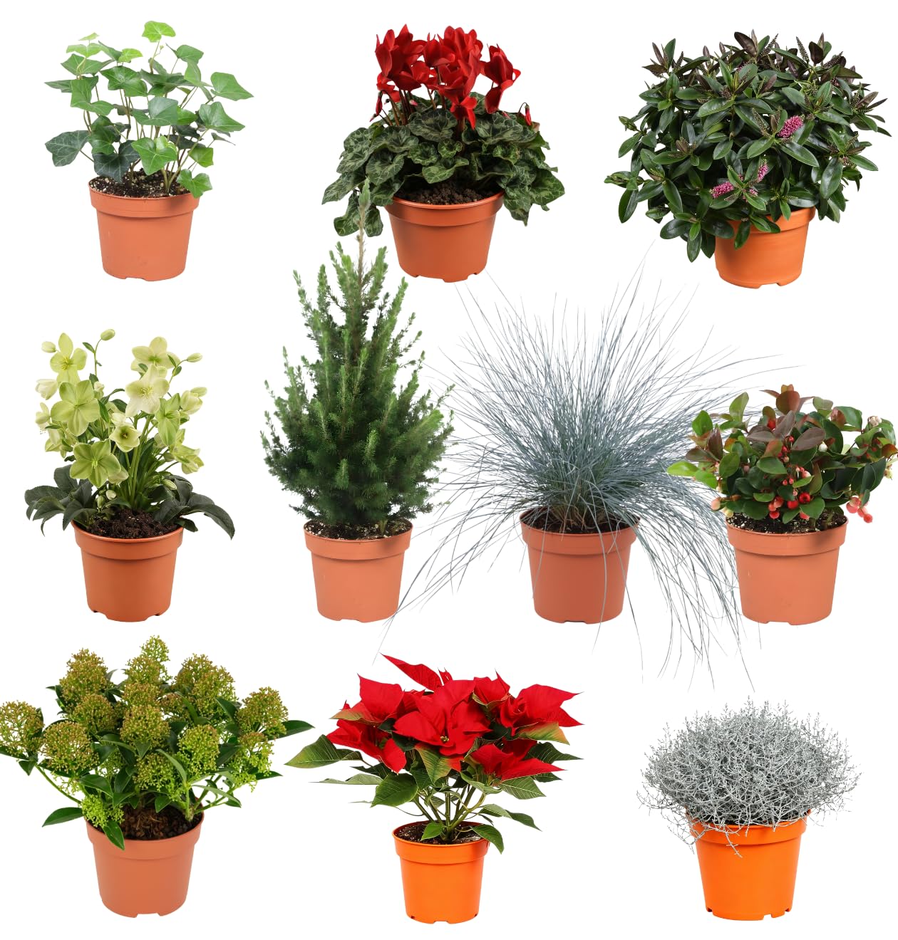 3er-Set | Winterpflanzenüberraschung für Outdoor | +/- 25-50cm | ø 12-15cm Topf | Qualität vom Pflanzen Profi | Schneller Pflanzenversand