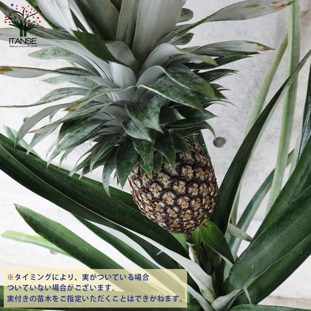 Amazon Co Jp ホワイトパイナップル大玉種 株分け 3年生苗8号鉢大苗 品種 シルキーパイナップル 品種で選べる果樹苗 8号鉢苗 1本売り 学名 Ananas Comosus パイナップル科アナナス属 多年草 台湾産の ミルクパイン の近縁種と言われており シルキーパイナップル