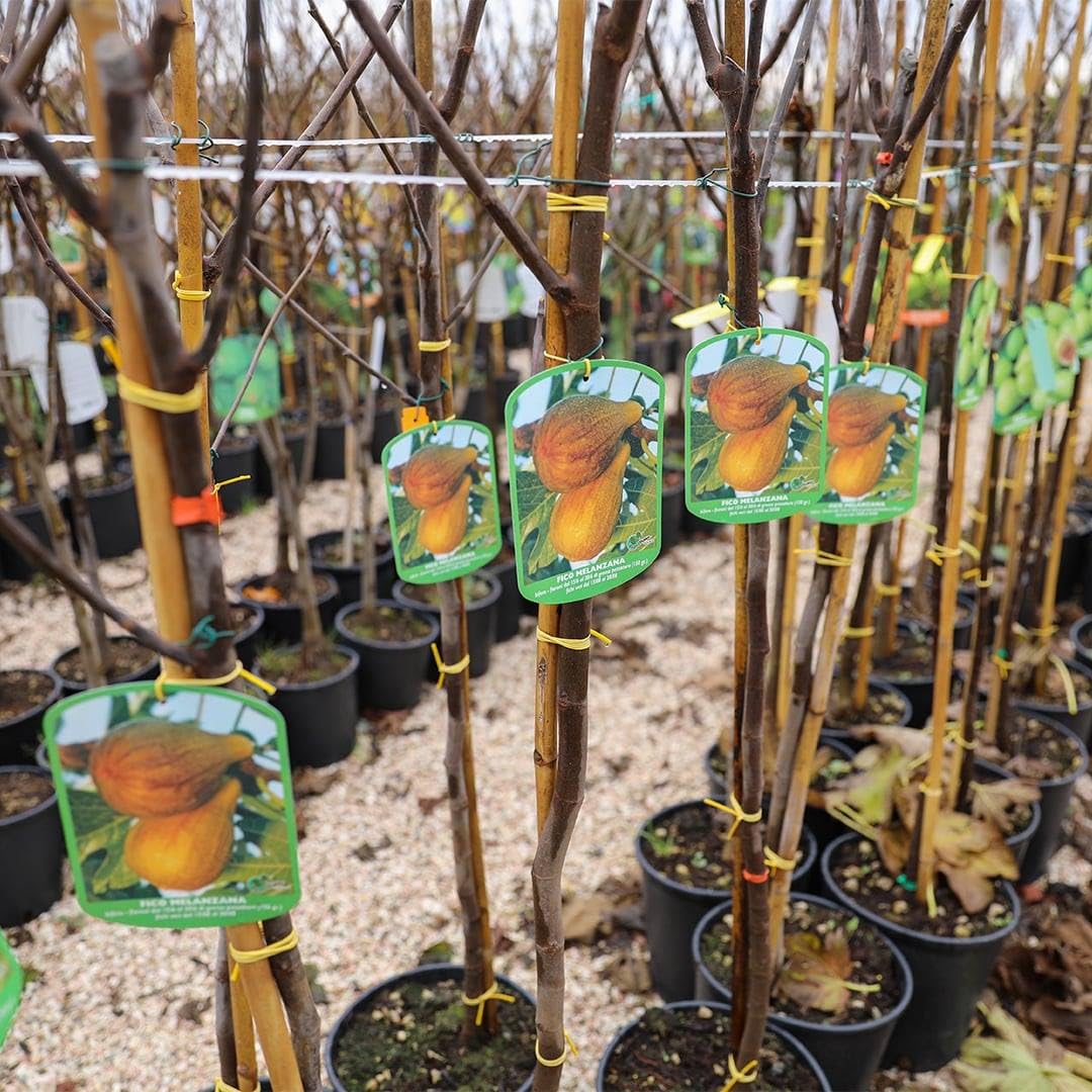 Albero Di Pero A Coscia - Pianta Da Frutto, 3 Anni, Altezza 150-170 Cm