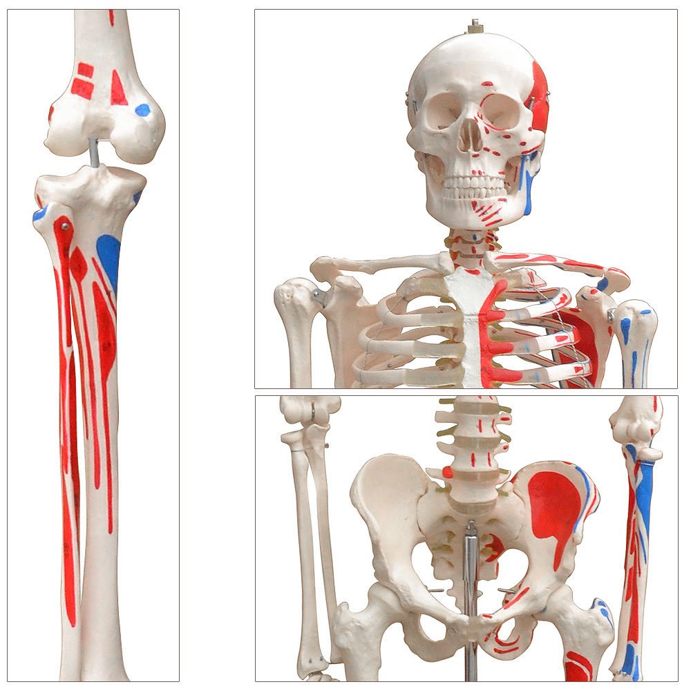 Anatomie Modell Skelett mit Knochen Körper Mensch Muskeln Medizin Skeleton Menschliches Skelett Lebensgroß 175 cm mit Ständer Menschen Körper Lehrmodelle MedMod