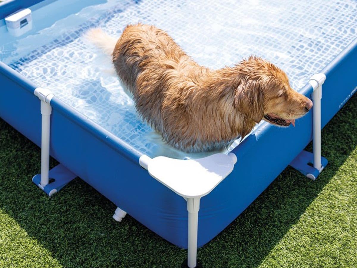 Intex 48404GN Rechteckige Hunde Rahmen Pool, Blau, 229 x 152 x 45,7 cm