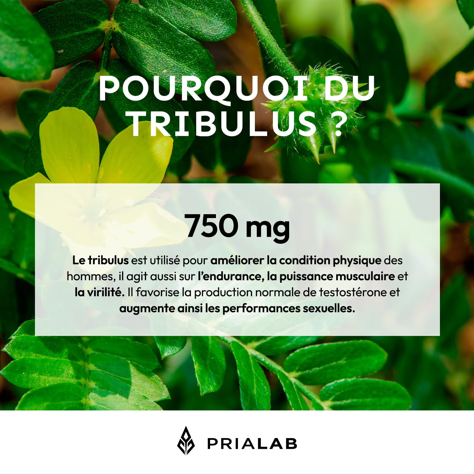 Testo Pulse | Booster Testostérone Naturel | Tribulus, Maca, Ginseng, Fenugrec et Zinc | Performance Masculine | Libido, Virilité & Musculation | Énergisant Puissant | 90 Comprimés Vegan | Prialab