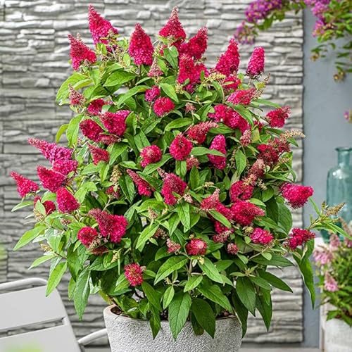 Raspberry Butterfly Bush Buddleia Butterfly Plant Live, 4-9" Tall Well-Rooted for Outdoor Gardens, Perennial Shrub, No Pot