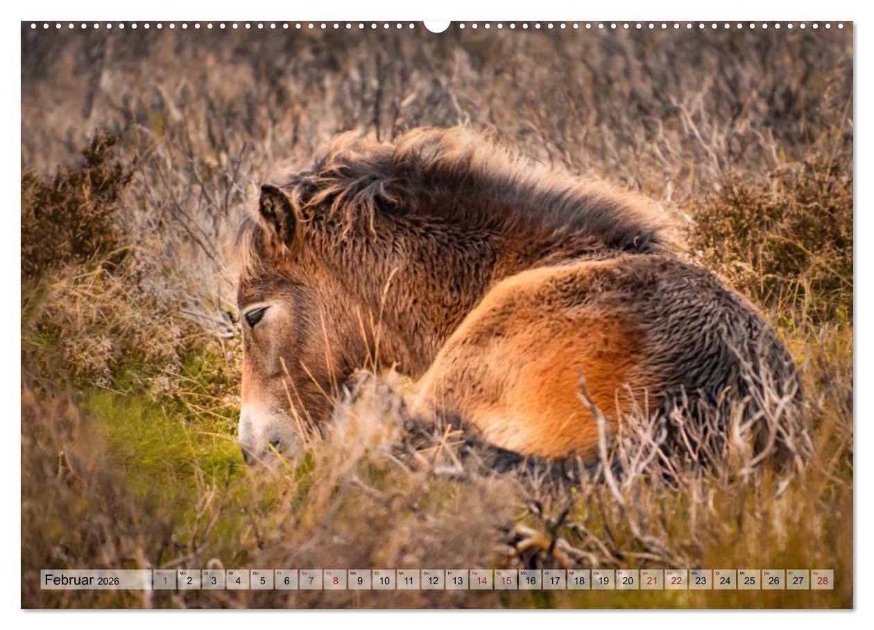 Wildperde - die Magie der Natur (hochwertiger Premium Wandkalender 2026 DIN A2 quer), Kunstdruck in Hochglanz: Magie wilder Pferde (CALVENDO Tiere)