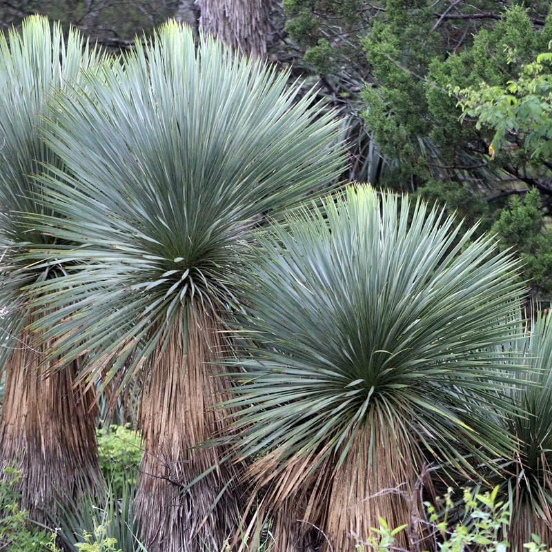 ユッカロストラータ【24-411】2頭株ブルー強