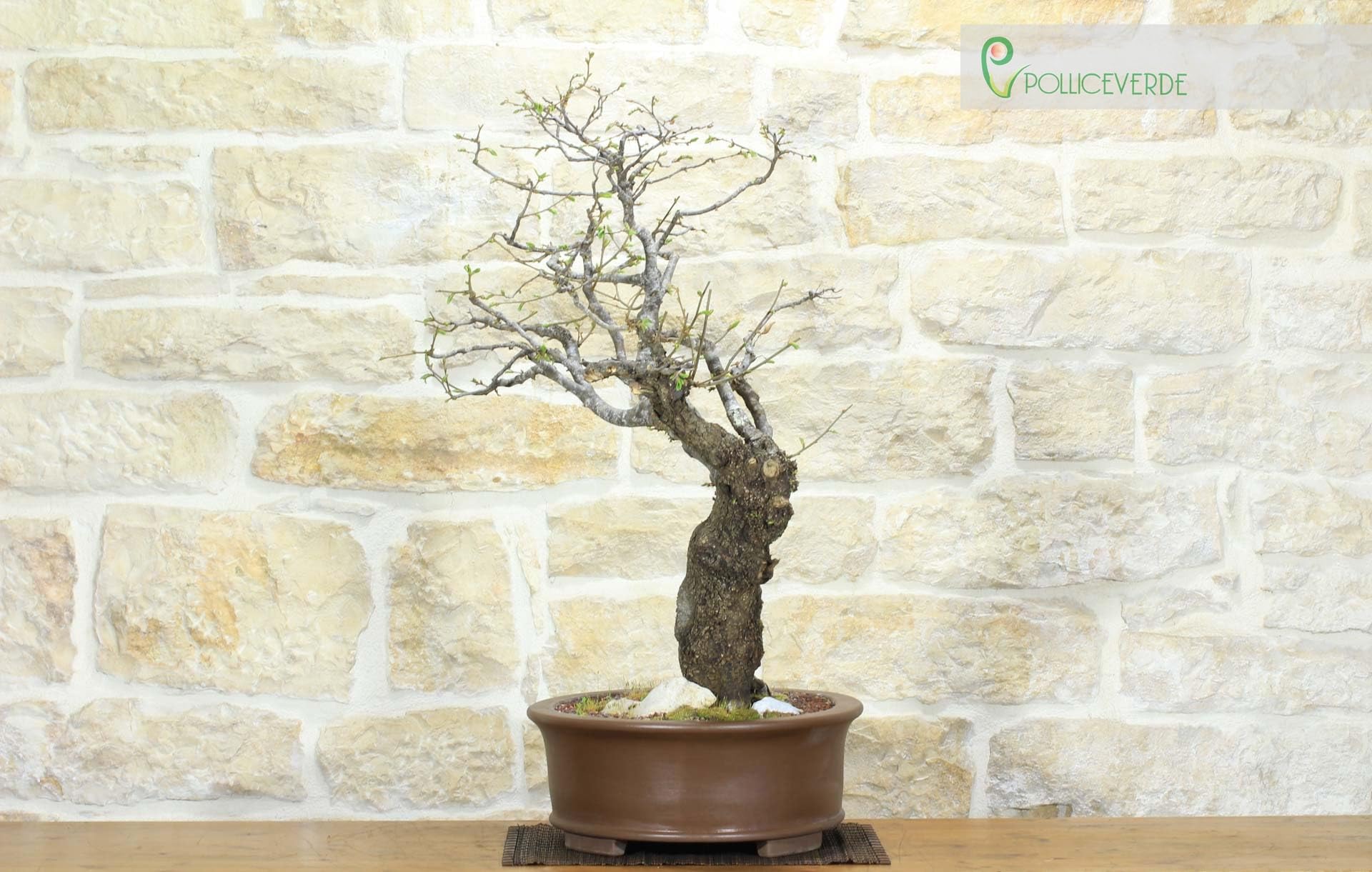 Bonsai di Carpino Nero (2)