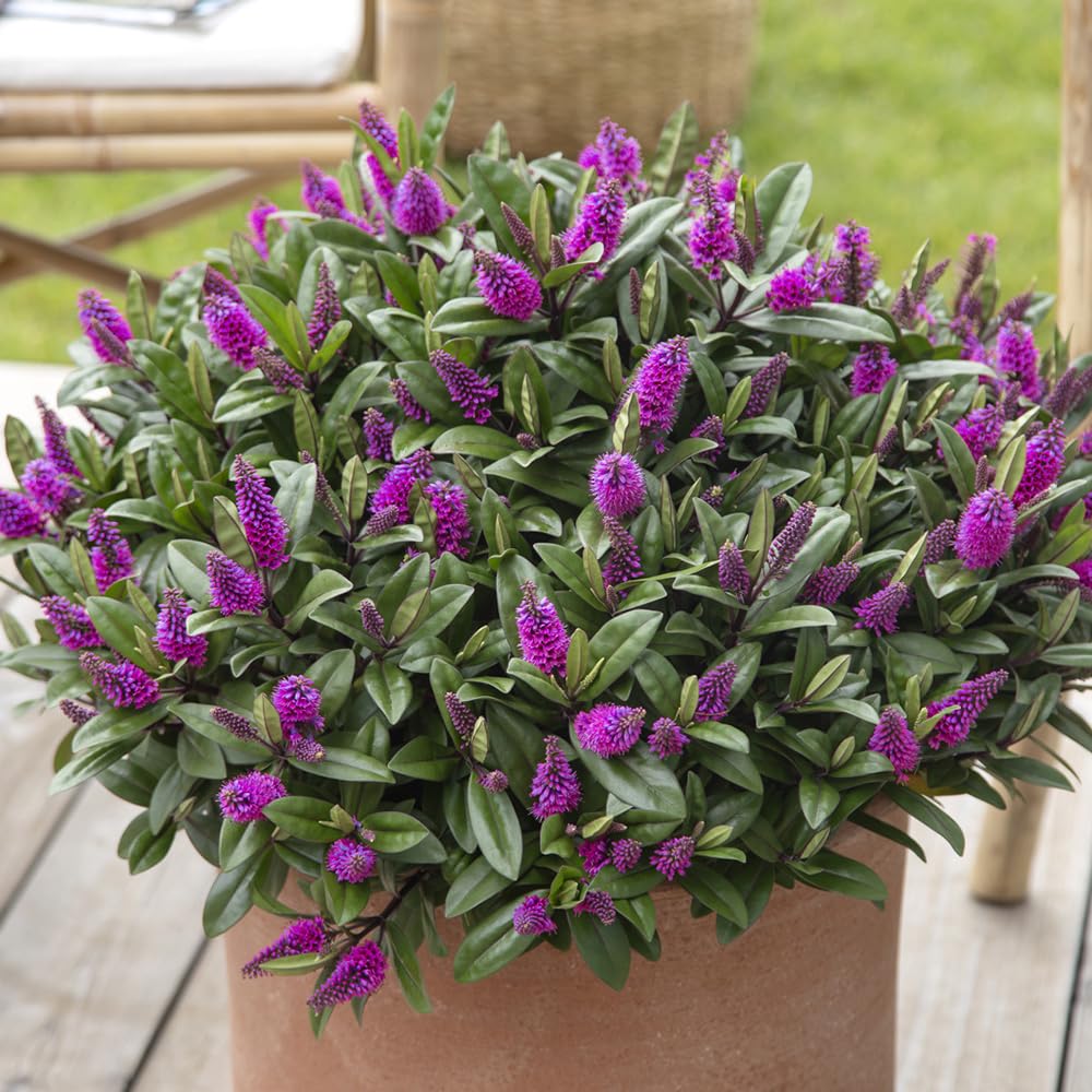 Bedwen Hebe 'Kiwi Horopito' 5cm Plant x2 – Compact Evergreen Shrub with Dark Green Glossy Foliage & Dark Pink‑Red Flowers for Pots, Borders & Year‑Round Interest