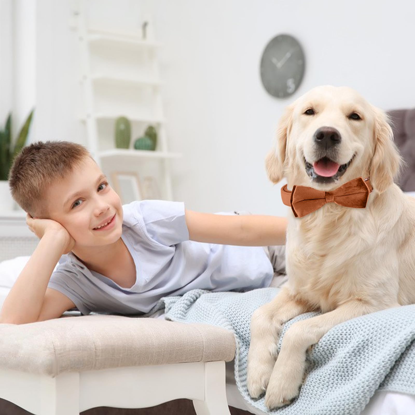 KTWSUEF Collare Cane, papillon cane Collare per Cani Velluto, Collare per Cani Comodo Resistente, Papillon per Cani Rimovibile Regolabile, Per Matrimoni, Compleanni, Eventi Festivi