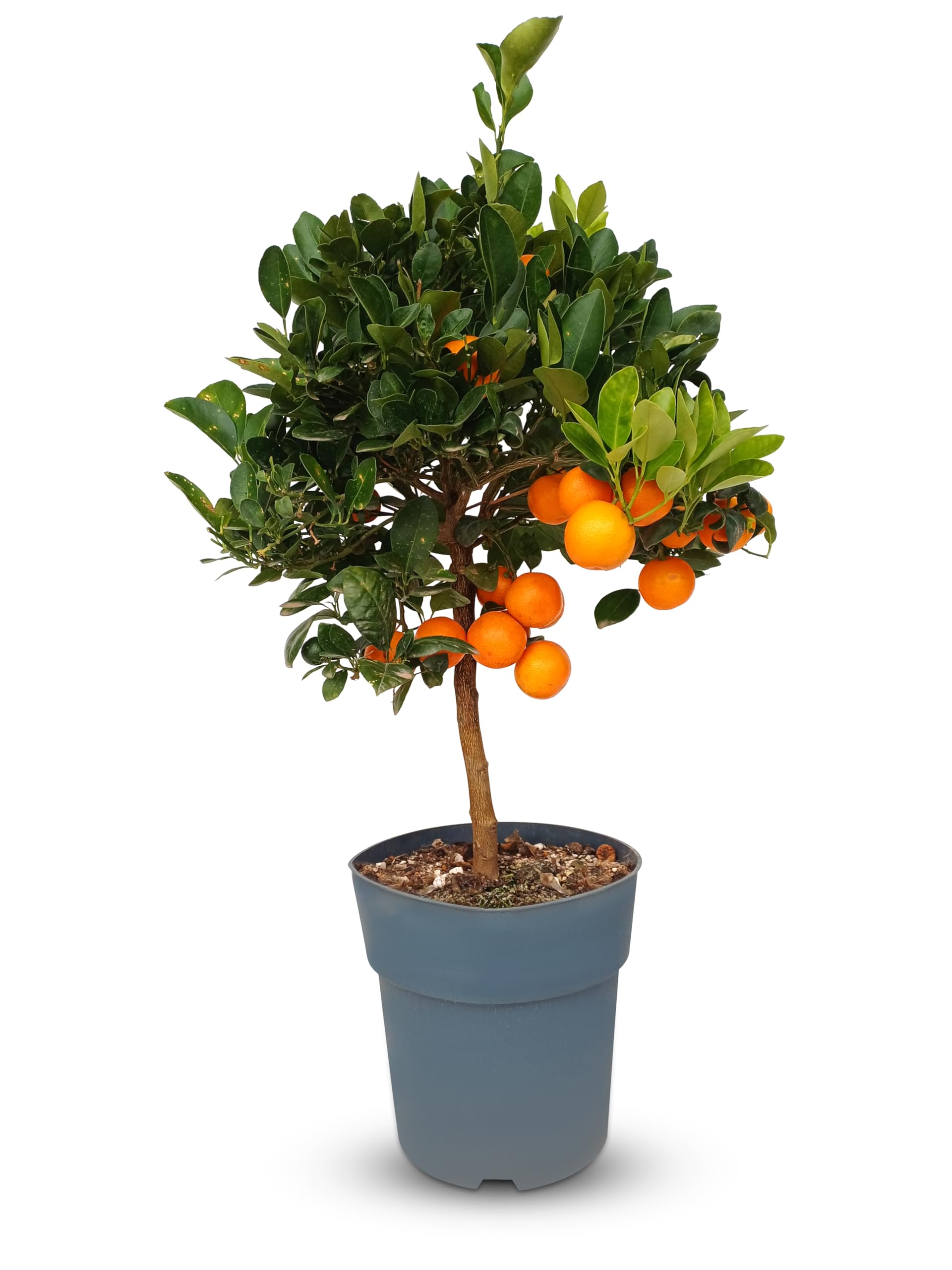 Sunny Tree - Naranjo - Citrus Calamondin - 90 centímetros - Naranjo de 3 años - Lugares soleados - Fructificación - Árbol frutal