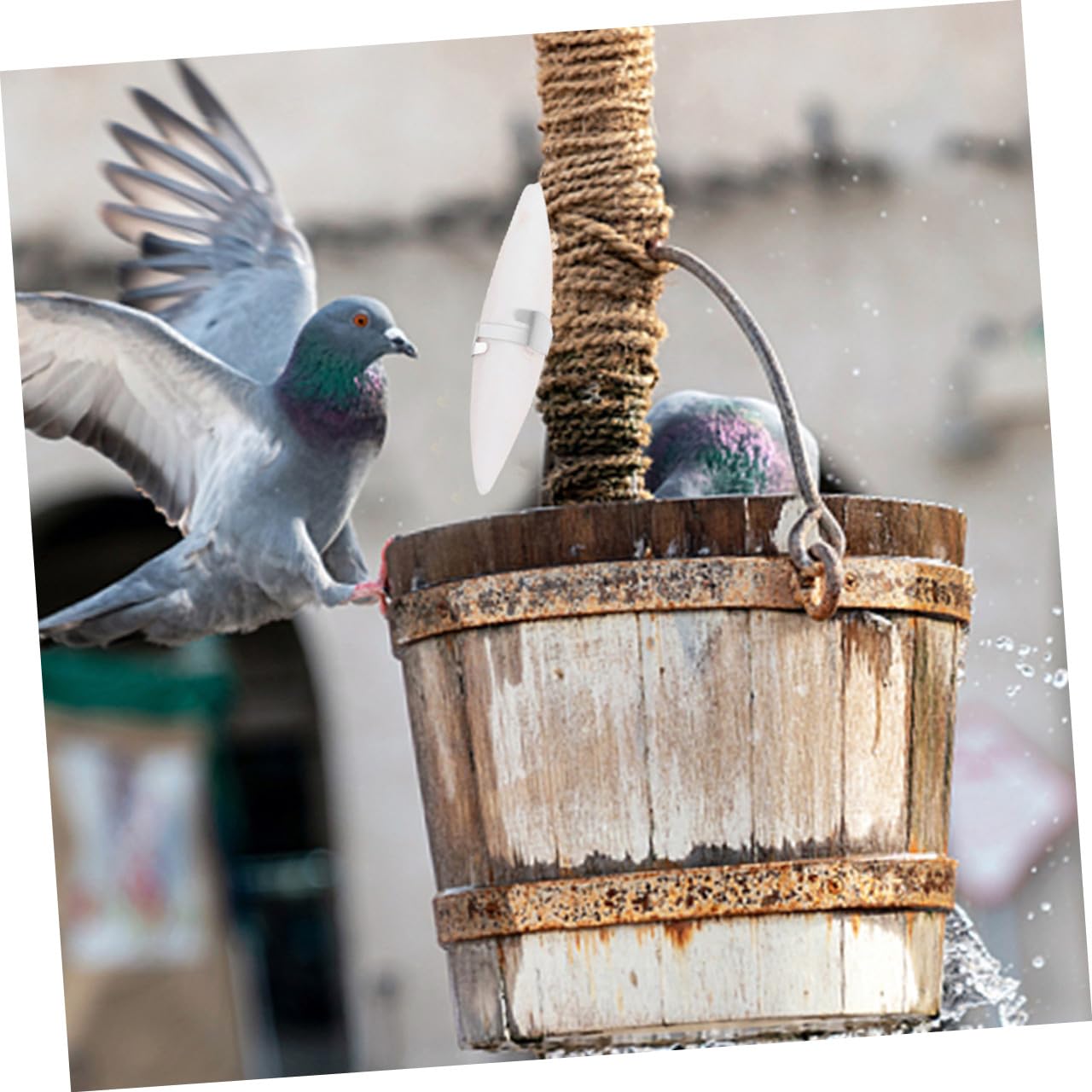 YARNOW 36 Ensembles Jeu de rongement d'os de seiche câlin Jouet à mâcher pour Oiseau Squid Hamster Animal de Compagnie Cage à Oiseaux Jouet pour Animaux de Compagnie Jouet en os de seiche