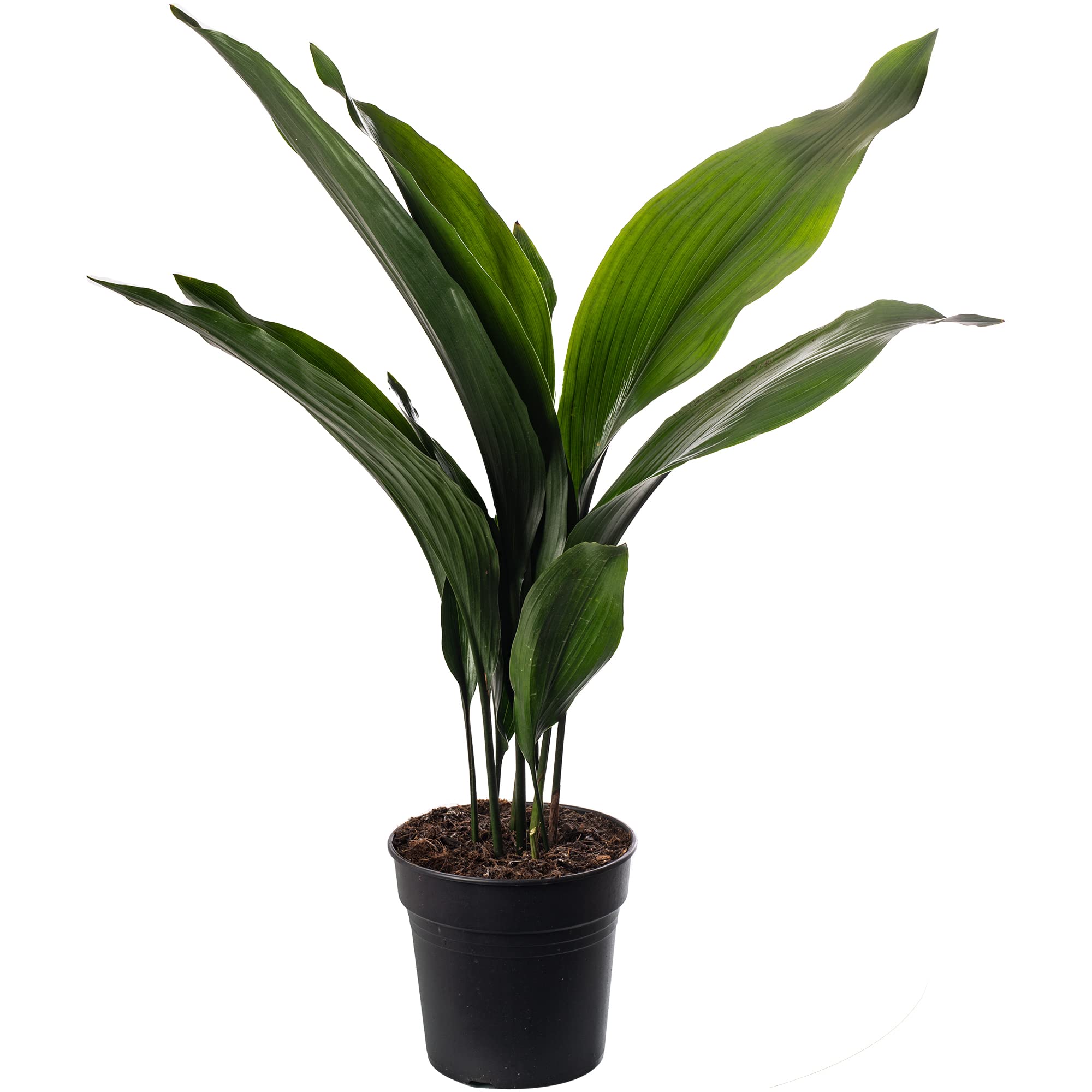 Aspidistra Elatior Houseplant, also called Cast Iron Plant. High, exotic  and always green. : Amazon.com.be: Home & Kitchen