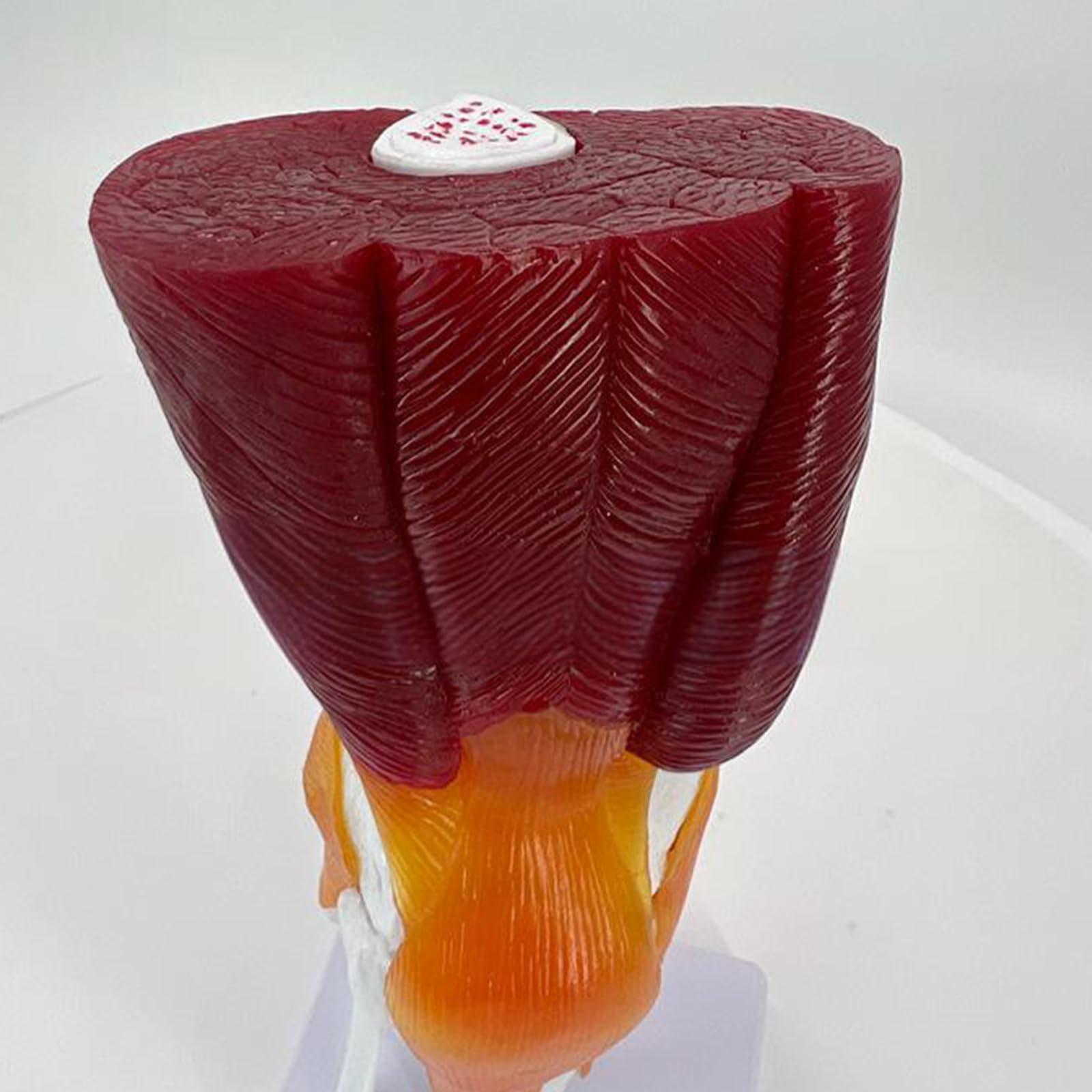 Modello articolazione del ginocchio per visualizzazione didattica Modello pratico anatomia del ginocchio umano con legamenti Materiale scolastico Articolazione umana per l ' educazione scientifica