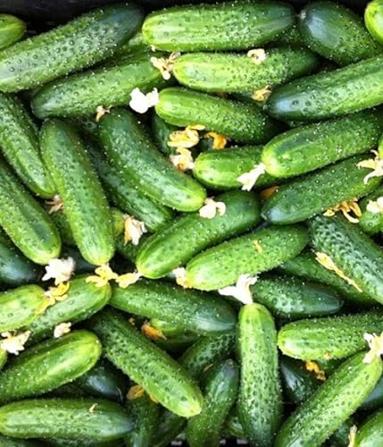 Miniatura 2 de CEMEHA SEEDS - Envidia de pepino de un vecino F1 45 días Decapado de polinización abierta Vegetal sin OMG para plantar