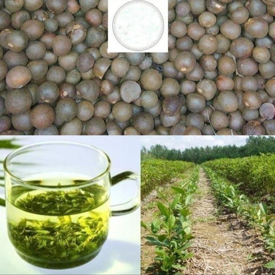 PeavyTailor 25 Camellia Sinensis Seeds