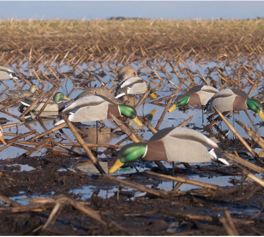 Avery 12 Pack of Over-Size Mallard Shell Harvester Decoys (70167)