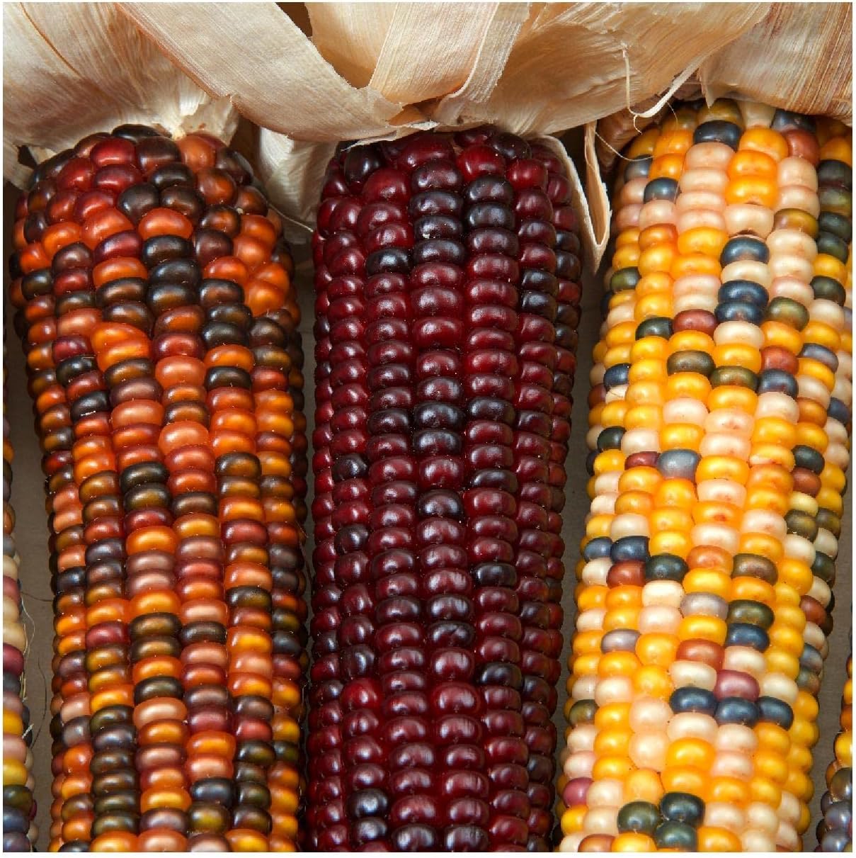 Everwilde Farms - 1 Lb Wampum Ornamental Corn Seeds - Gold Vault