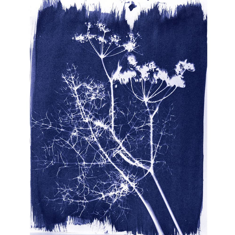 Amazon.co.jp: 《Jacquard(ジャカード)》サイアノタイプ A＆Bインク