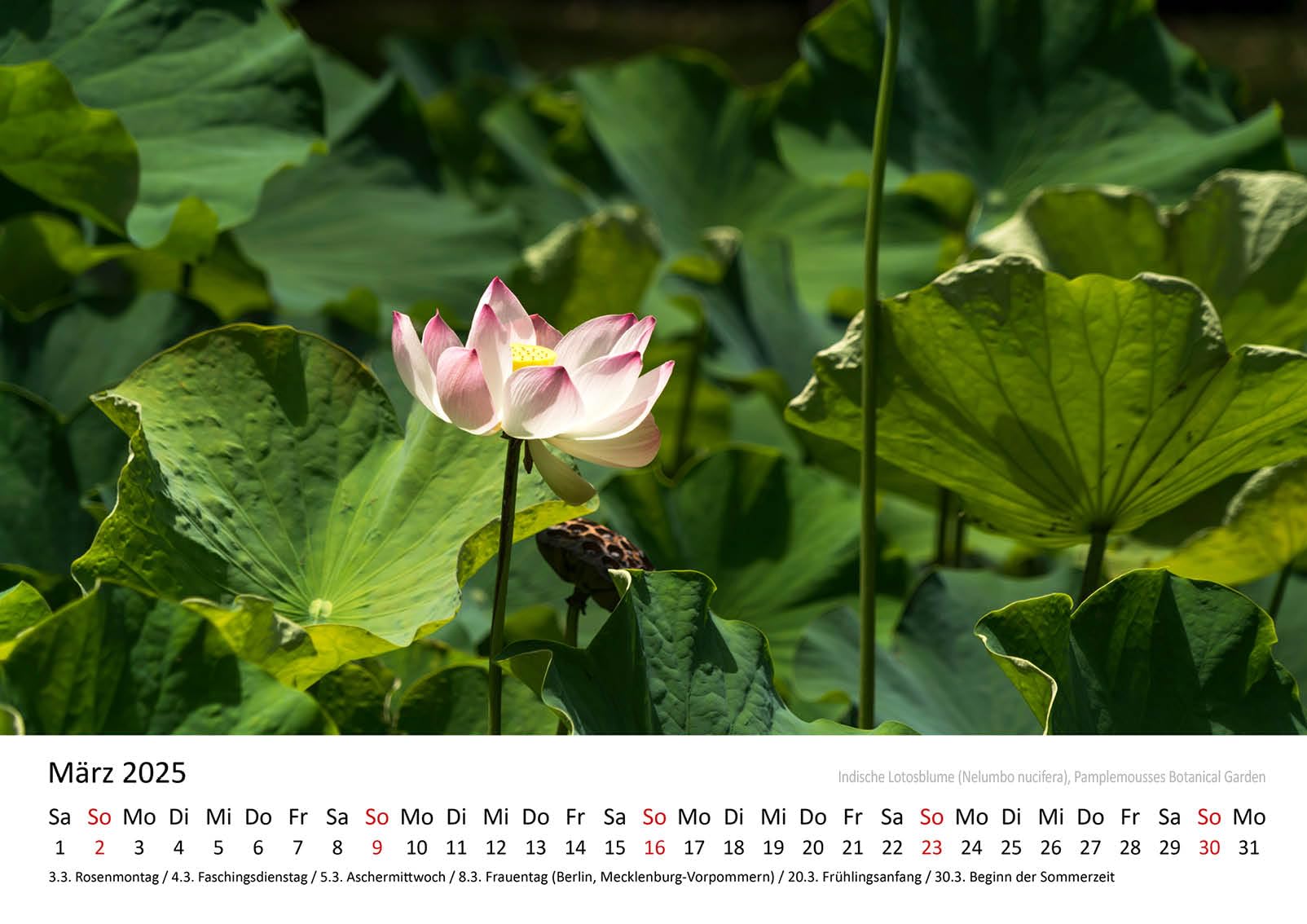 Edition Seidel Premium Kalender Schönes Mauritius 2025 Format DIN A3 Wandkalender Afrika Indischer Ozean Insel Port Louis Turtle Bay Strand Lagune Riff Landschaft Peter Schickert