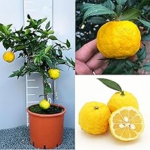 SAVINI VIVAI Pianta di Agrumi Yuzu in Vaso da 20 cm Altezza 70 cm 2-3 Anni di innesto Made Italy