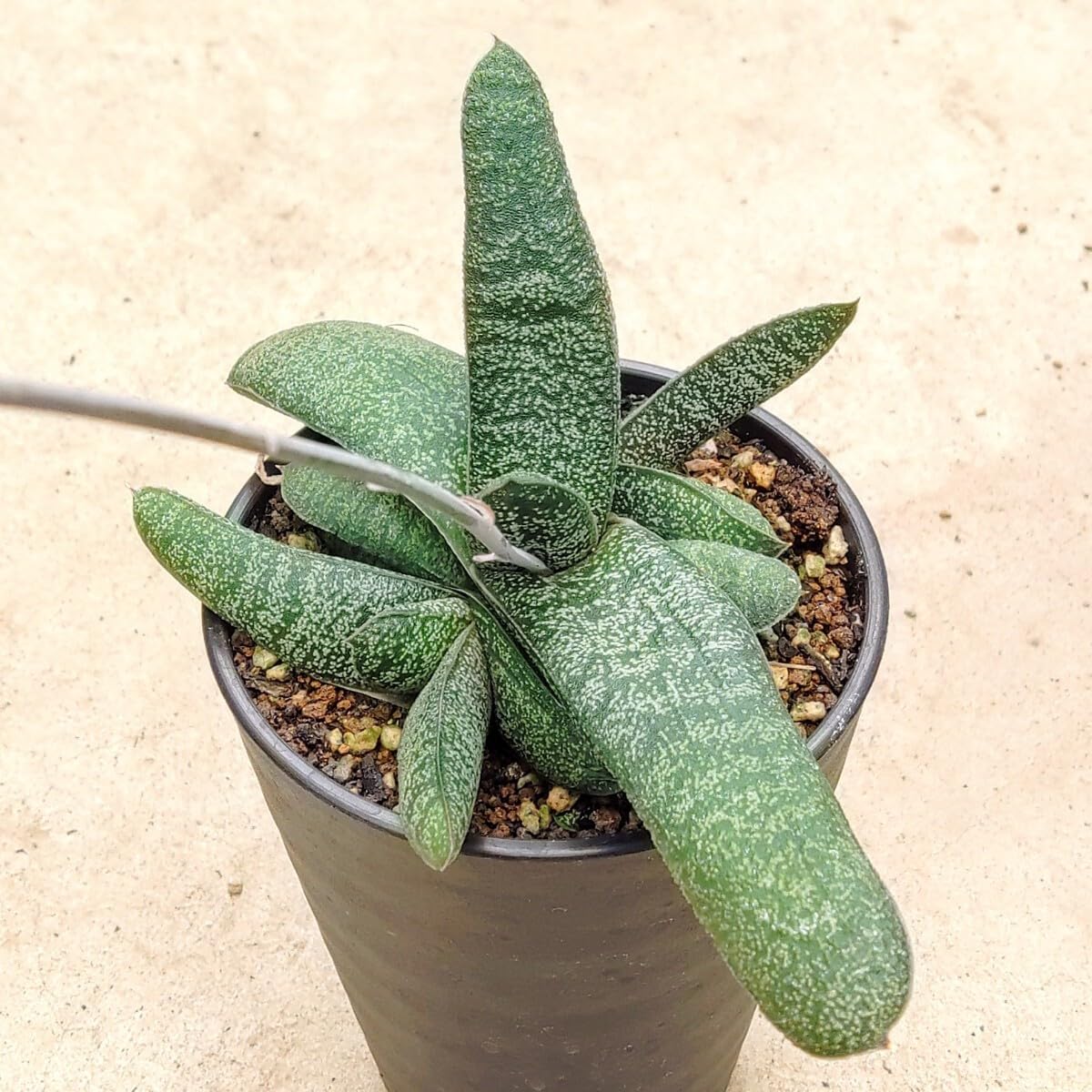 Amazon.co.jp: 自家採種“種子”10粒Gasteria batesiana var