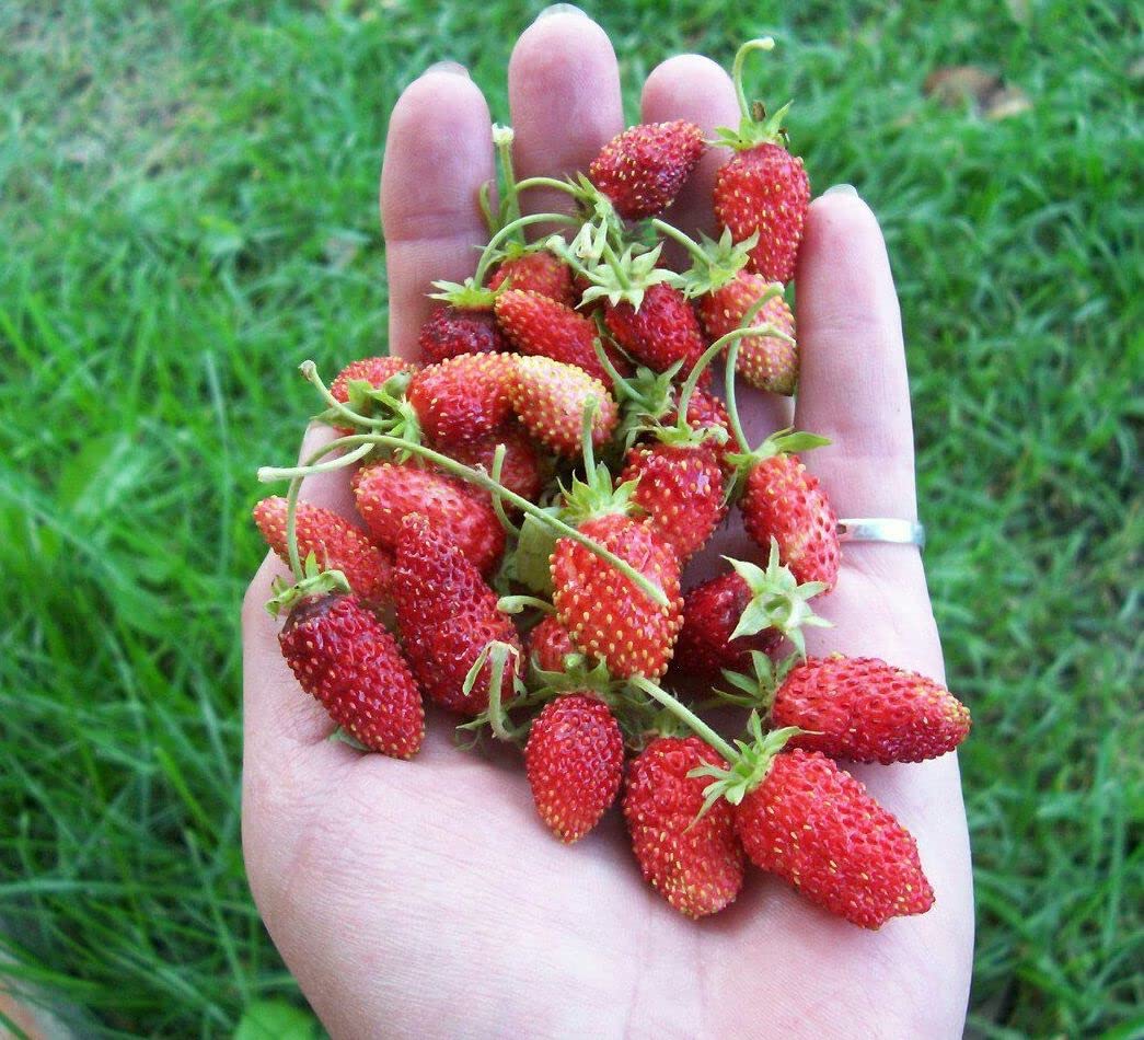 Amazon.com : Seeds4planting - Seeds Alpine Strawberry Four Season