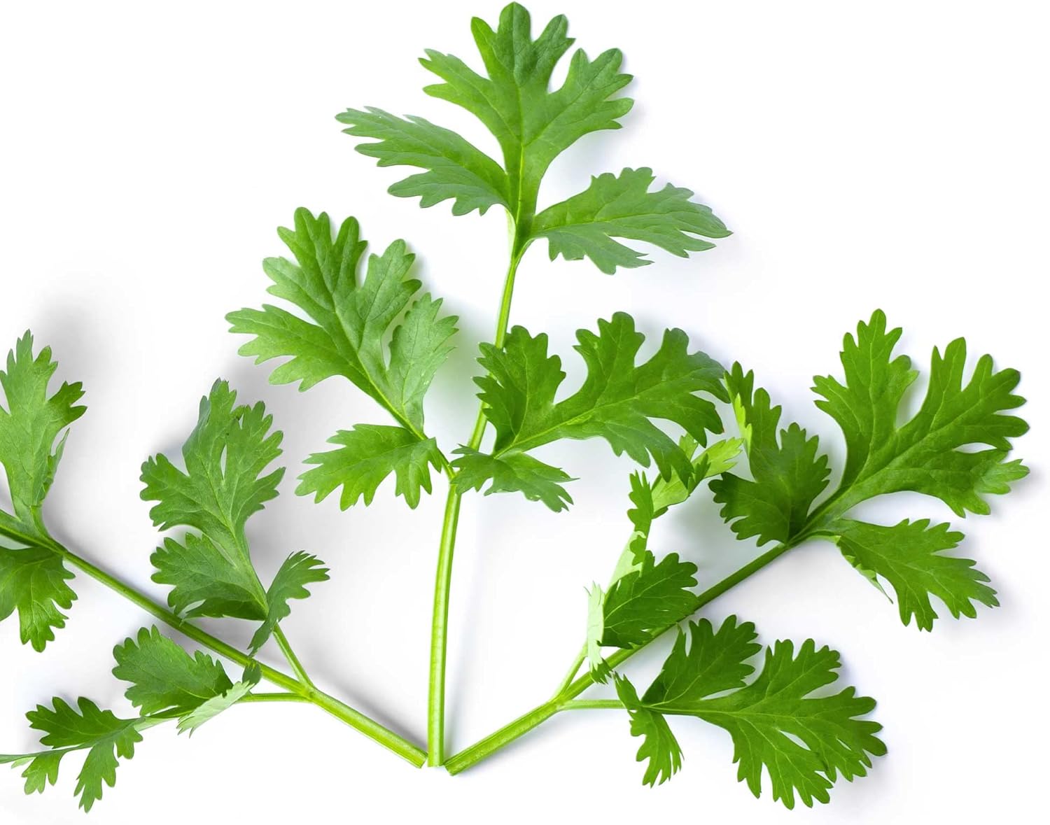 Cilantro Seeds - Leisure - 5 Lb Bulk ~160000 Seeds - Non-GMO, Heirloom - Microgreens & Herb Gardening