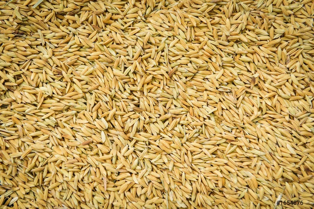 OhhSome Paddy Rice Seeds - 10 Gm For Sowing Pure Pusa Basmati -1509 Variety (10Gm) (B09SDDY2LC) Amazon Price History, Amazon Price Tracker