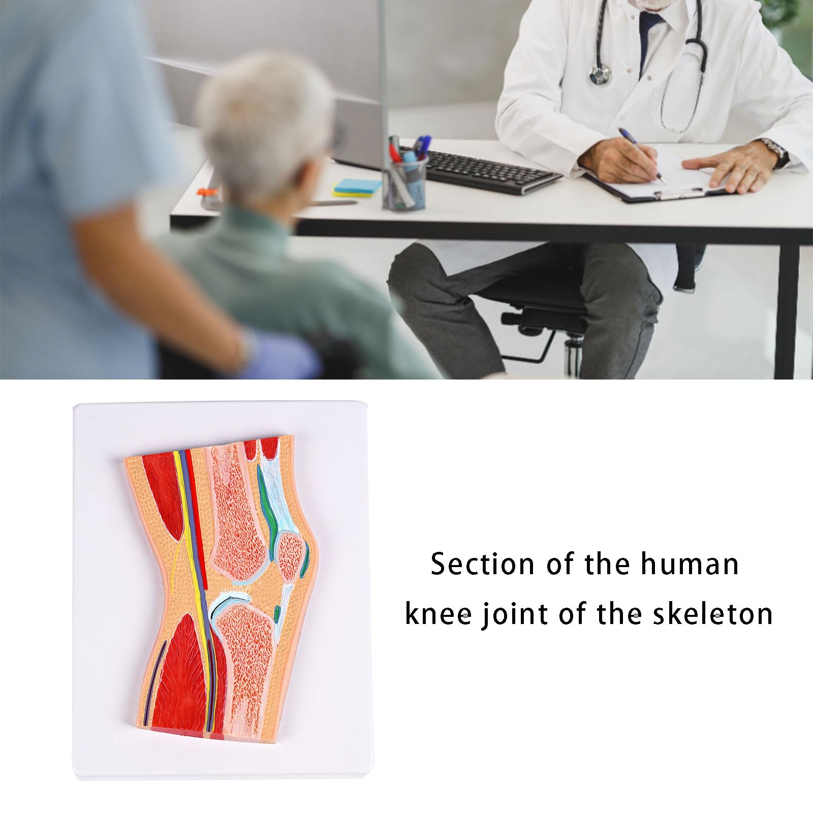 Anatomiczny model rzepki stawu kolanowego ze szczegółowymi więzadłami mięśni do treningu klinicznego i demonstracji w klasie, model kolana z PCW
